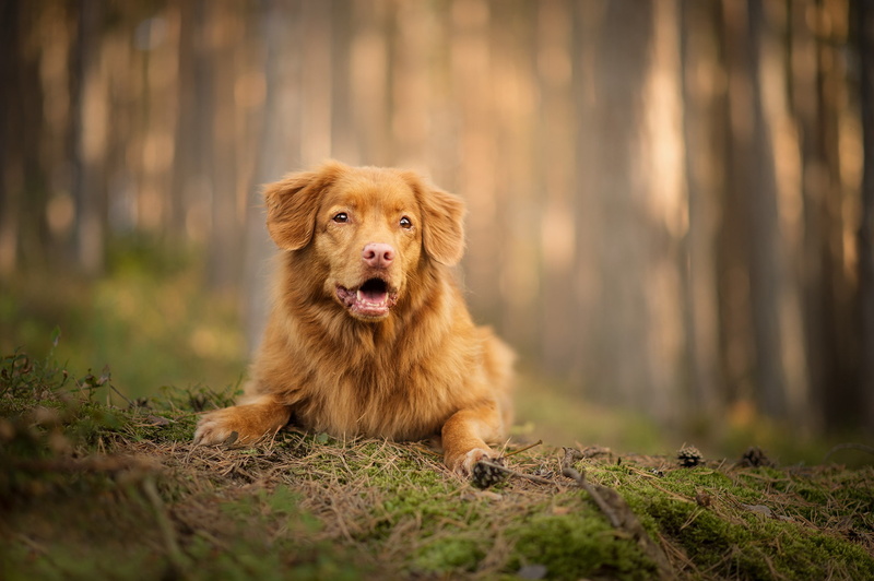 bokeh, Nova Scotia duck tolling Retriever, 1080P, forest, dog
