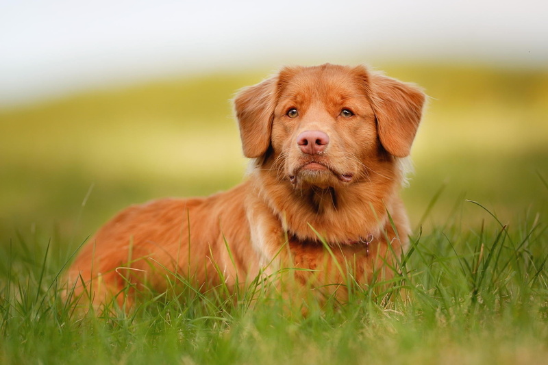 animal themes, friendship, scotia, mammal, grass, field, yellow, domestic Animals, snout, young Animal, canine, dog, close-up, dogs, cute, outdoors, animals And Pets