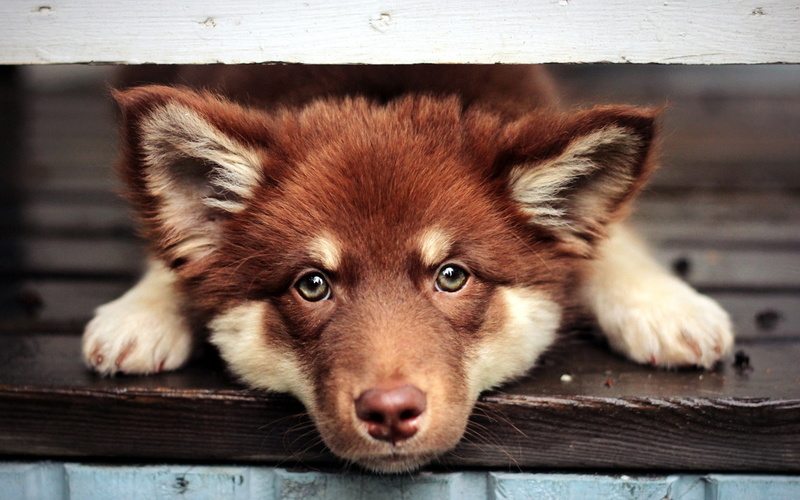 1080P, Eyes, puppy, Face, scotia, tolling, duck, retriever, Brown, nova, Dog