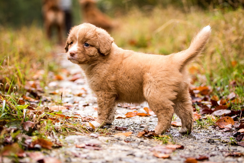 baby, nature, path, 5K, dog, leaves, Nova Scotia duck tolling Retriever, Retriever, puppy, autumn, red, Nova Scotia duck tolling
