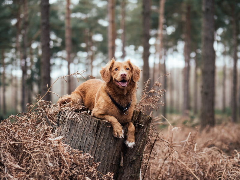 forest, tree, lies, purebred dog, portrait, animal, panting, trunk, nova, tree trunk, dog, no people, canine, one animal, mammal, domestic animals, 4K