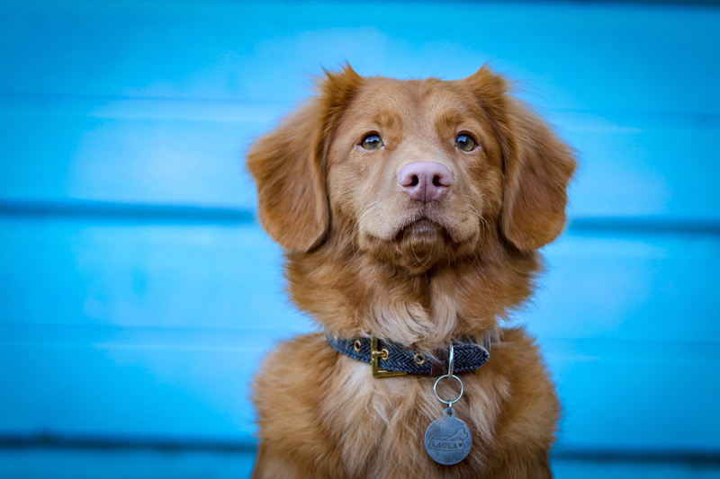 close-up, one animal, animal head, no people, collar, mammal, retriever, nova scotia duck tolling retriever, brown, laula, canine, toller, 1080P, dog