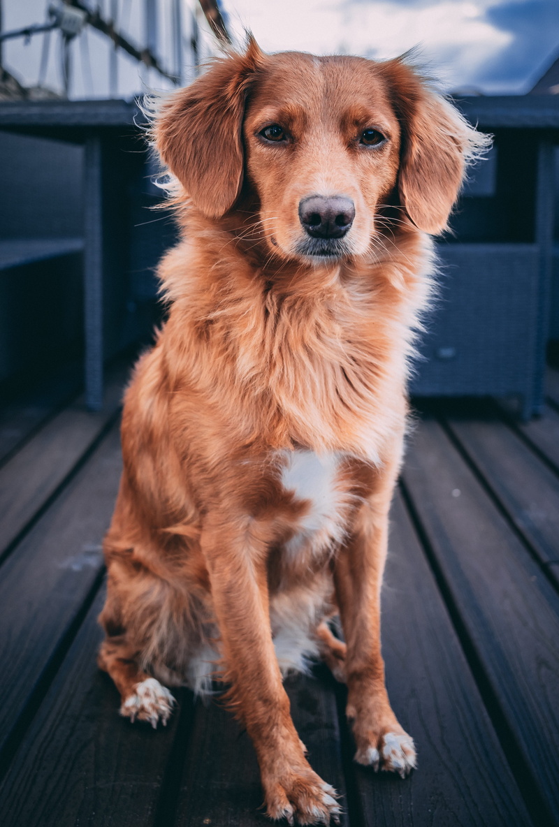 one animal, surface, pet, canine, retriever, mammal, pets, wooden, portrait, brown, domestic, looking, sitting, looking at camera, focus on foreground