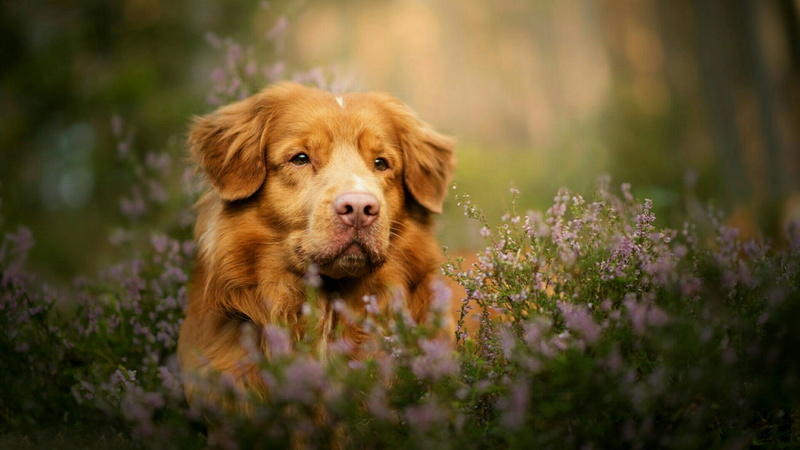 blur, innocence, portrait, retriever, nova scotia duck tolling retriever, dog, no people, grass, flowering plant, nature, cute, blurred, domestic animals