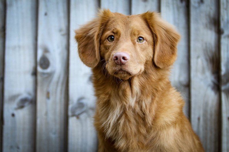 retriever, coated, companion, one animal, vertebrate, day, pets, domestic animals, dog, mammal, long, wood - material, brown, boundary, duck, tolling, purebred dog