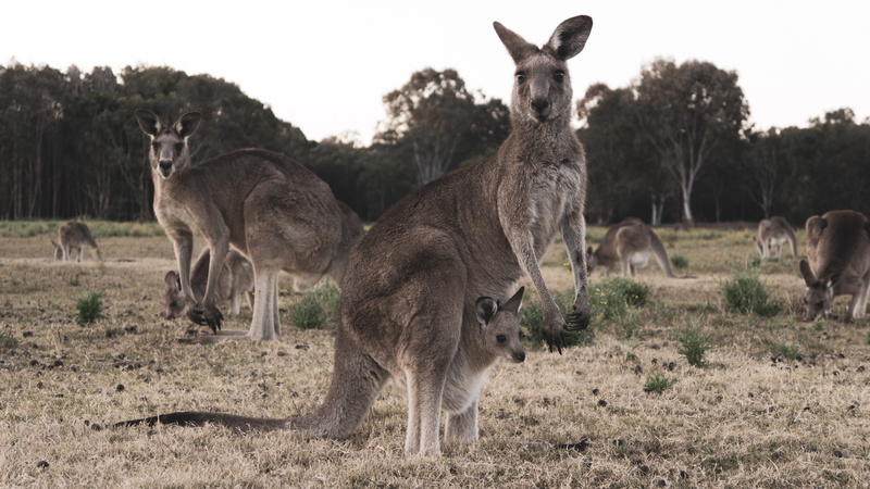 mammal, animals in the wild, herd, marsupial, tree, animal family, vertebrate, herbivorous, outdoor, grass, australia, wildlife, land, carrying, donkey