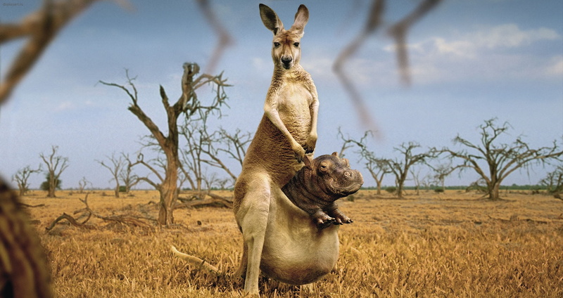east Africa, plant, namibia, kangaroo, strange, africa, outdoors, animal Themes, serengeti National Park, group of animals, sky, humor, two animals, portrait