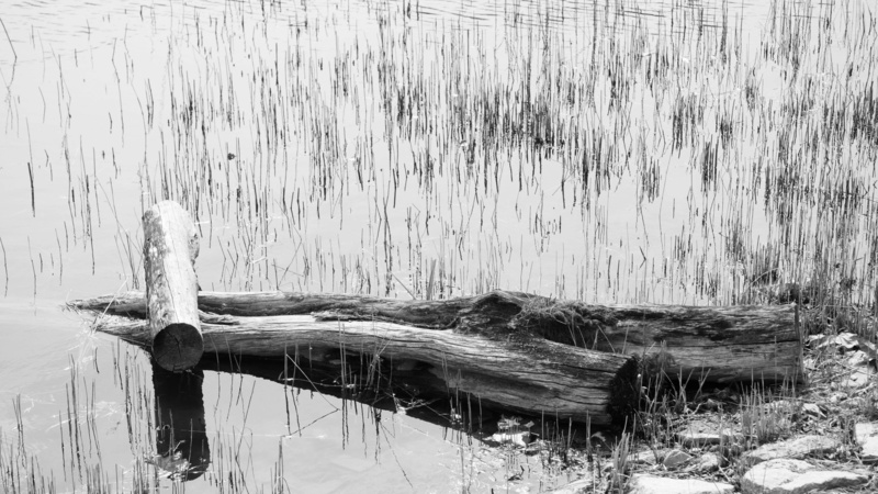 Koyo, outdoors, tree trunk, speculating, and thu, trunk, bark, timber, ruined, Solitude, 5K, wood - material, no people, reflection, images, Desolation