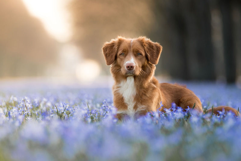 portrait, face, red, light, Retriever, spring, forest, glade, look, flowers, Nova Scotia duck tolling, background, bokeh, dog, blue, 4K, Nova Scotia duck tolling Retriever