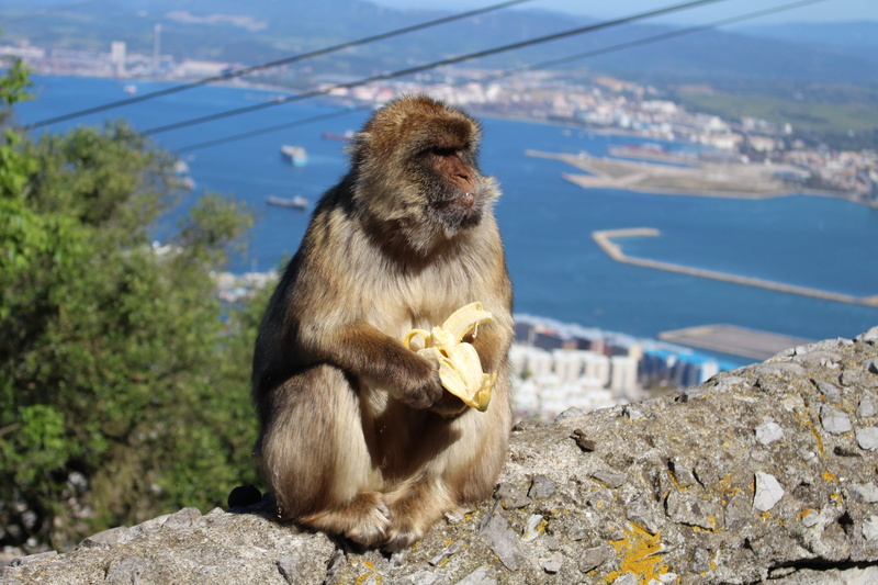 mammal, diet, ape, animals in the wild, focus on foreground, wild, spectacular, solid, wildlife, gibraltar, eating, monkey, looking, sitting, nature, rock
