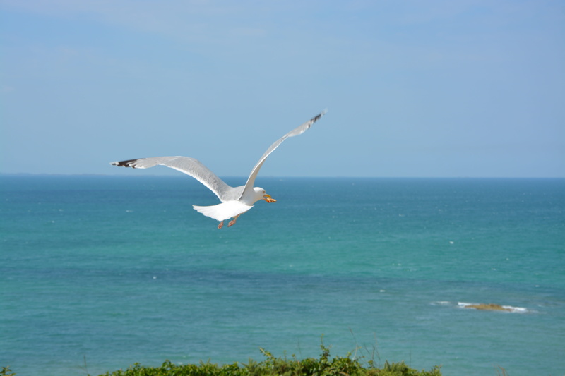 bird, nature, day, stolen, beach, spread wings, animal wildlife, fly, 5K, beauty in nature, horizon over water, horizon, seagull, sea, no people, animal themes