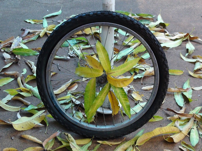 plant part, yellow, 1080P, close-up, change, bike, leaves, land vehicle, geometric shape, leaf, spokes, day, plant, circle, transportation, stolen, shape