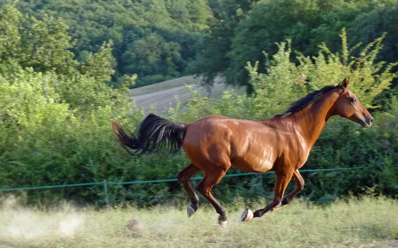 horse breeding, animal themes, vertebrate, no people, pre, side view, animal, domestic, mammal, herbivorous, running, day, stolen, 1080P, animal wildlife