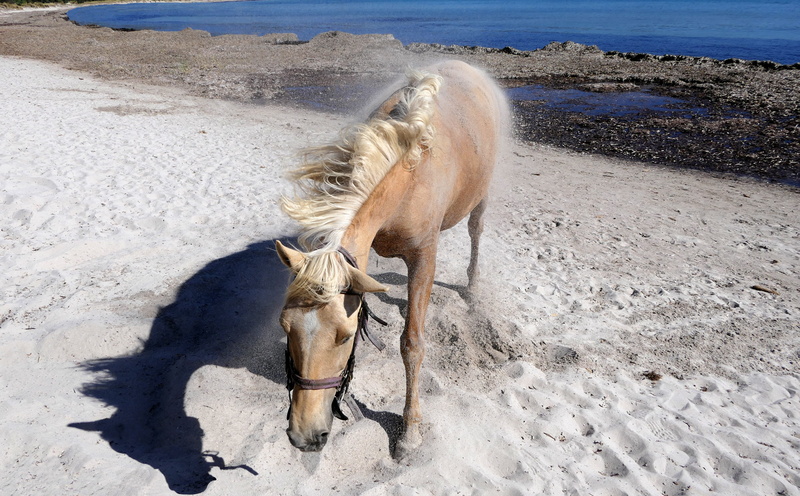 animal wildlife, beach, yk, day, stolen, animal, one animal, shadow, equine, mammal, domestic, 4K, shakes, no people, horse, nature, sunlight, sand, vertebrate
