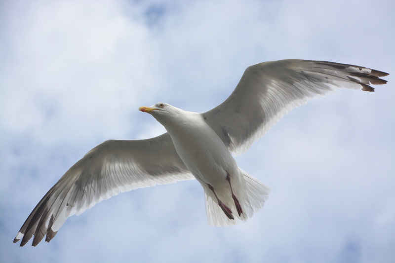 bird, nature, animal body part, mid-air, gull, low angle view, no people, seabird, one animal, motion, animal, animal themes, animal wing, stolen, animal wildlife
