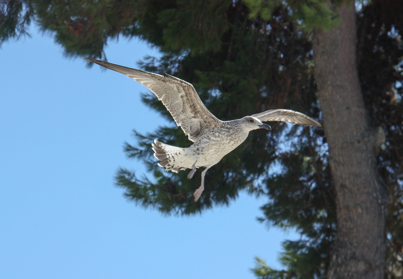 one animal, seagull, 2K, tree trunk, in flight, animal wildlife, plant, day, outdoors, flight, no people, flight birds, low angle view, tree, animals in the wild