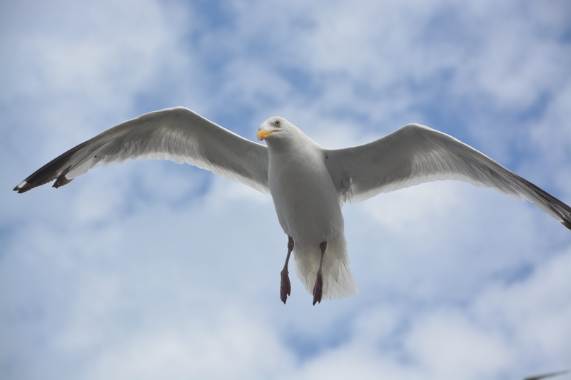 mid-air, full length, sky, animal, bird flight, vertebrate, seabird, seagull, animal wildlife, flying, sea, stolen, animals in the wild, wings, low angle view
