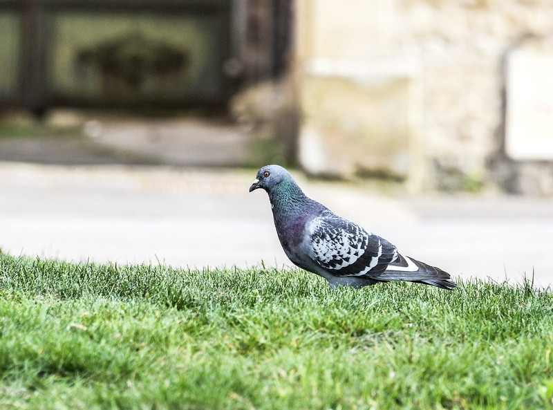 no people, 1080P, outdoors, day, animal themes, vertebrate, dove - Bird, building exterior, animals in the wild, plant, architecture, side view, one animal
