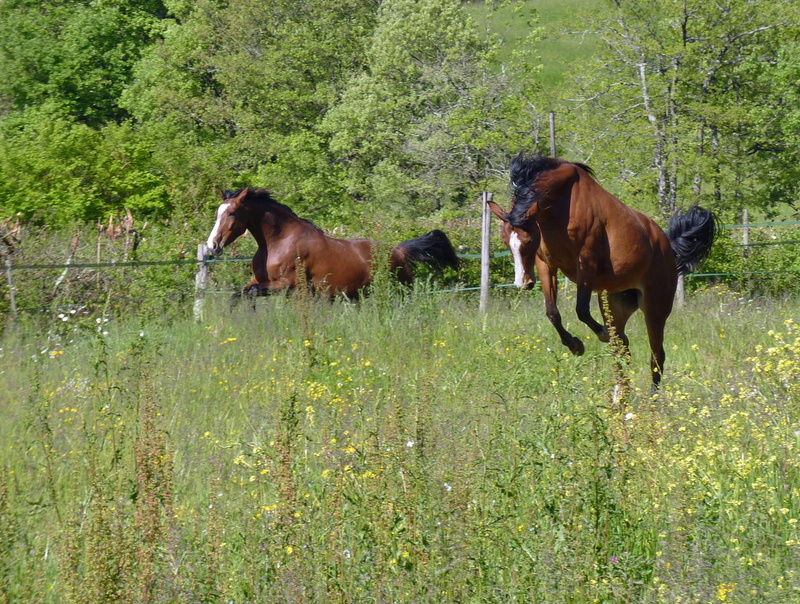 animal wildlife, cabriole, domestic, nature, Horse Breeding, outdoors, livestock, no people, two animals, day, Arab, pre, Pure, 2K, domestic animals, animal