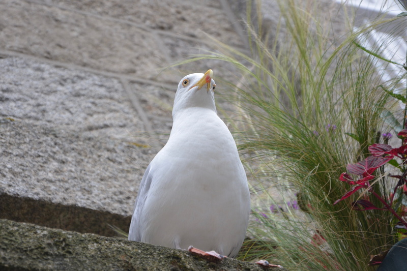 animals in the wild, feathers, seagull, ornithology, day, one animal, animal wildlife, nature, grass, seabird, animals, bird, stolen, vertebrate, white color