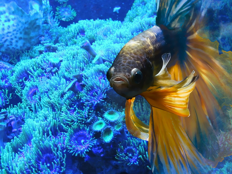 abstract, beta, swimming, underwater, animals in the wild, sea life, nature, Beta fish, animal, vertebrate, animal themes, water, clown fish, no people