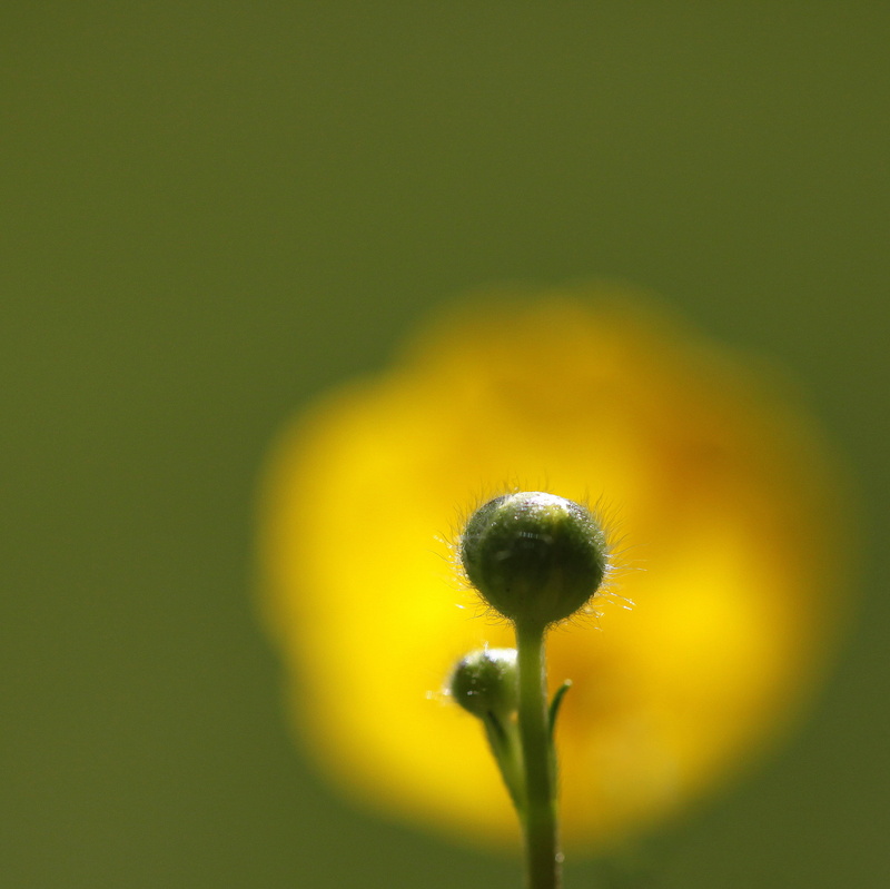 macro, promise, yellow, jenny, meadow, summer, bokeh, buds, nature, weeds, fuzzy, springtime, photography, 2K, close, pics, green, flower, green plant