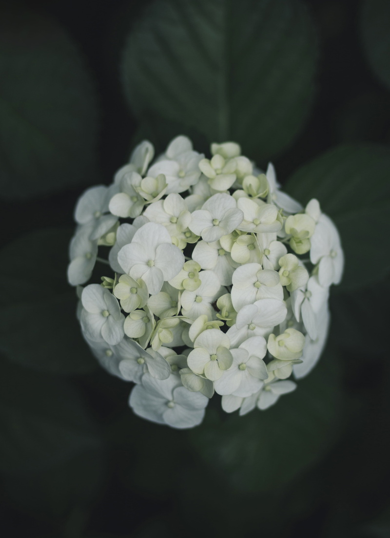 garden, no people, petal, flower head, inflorescence, bokeh, yellow, close, day, nature, white color, fragility, dark, bouquet, outdoors, close-up, blooming