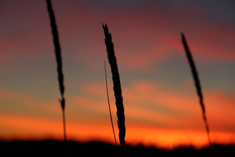 sunset, silhouette, scenics - nature, tranquil scene, yellow, sweet, bc, grass, no people, tranquility, dusk, growth, british columbia, beach, beauty in nature