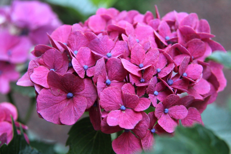 summer, green, lilac, close-up, pollen, beauty in nature, bloom, flower, garden, fragility, day, 5K, petal, freshness, hydrangea, color, pink, vulnerability