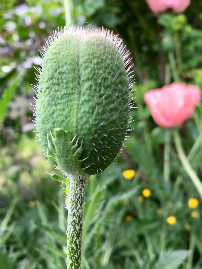 focus on foreground, green color, no people, spiky, green, port moody, plant, flower head, day, close-up, growth, bc, flowering plant, outdoors, hairy