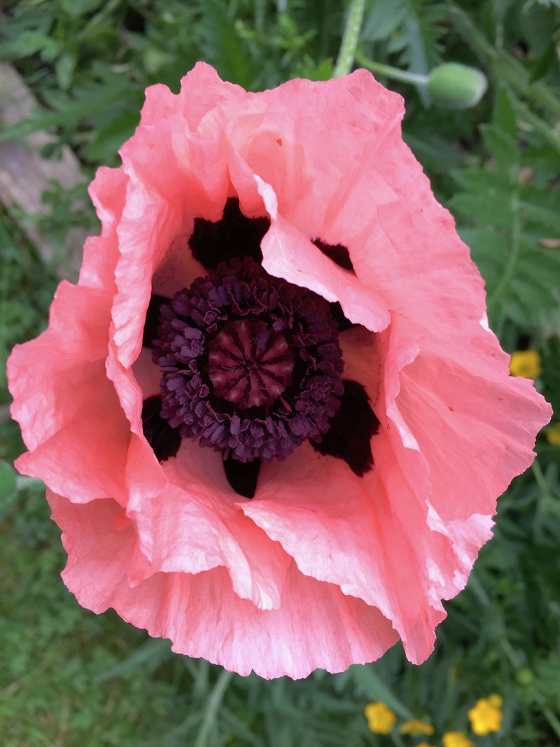 4K, vulnerability, pedicel, nature, no people, focus on foreground, pink color, british columbia, flower head, day, pollen, fragility, sepal, botany, close-up