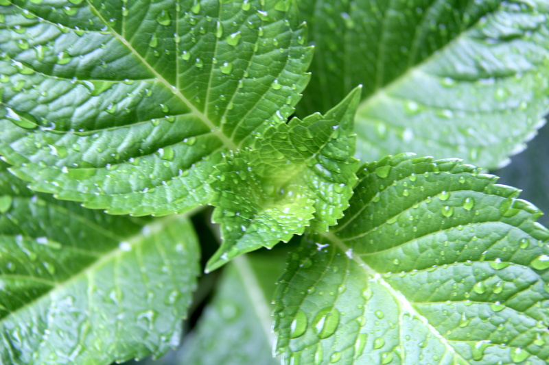 raindrop, rain, full frame, vibrant, outdoors, close-up, fresh, water, plant part, herb, garden, drop, leaf vein, green color, summer, canada, rainy season