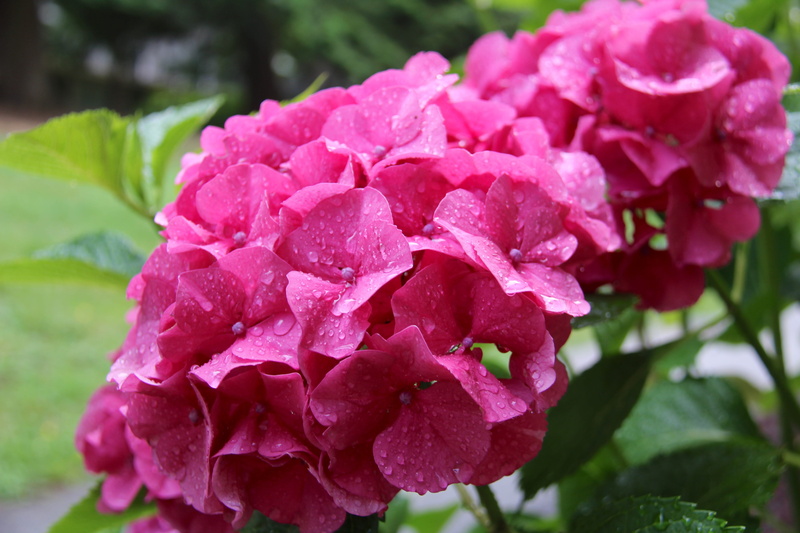 growth, bc, no people, inflorescence, flower head, summer, garden, rose, purple, blooming, water, green, plant part, springtime, floral, nature, drop, port moody