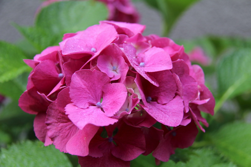 flower, pink color, outdoors, 5K, garden, bunch of flowers, nature, leaf, colour, summer, purple, petal, focus on foreground, port moody, close-up, beauty in nature