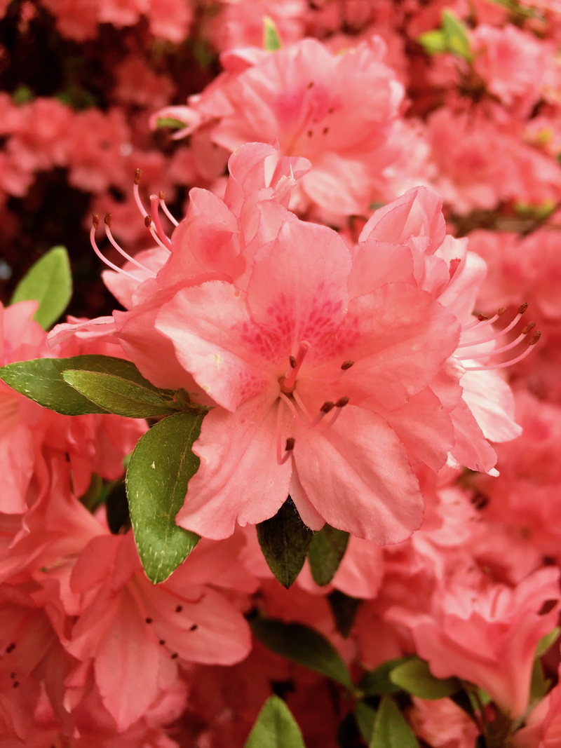rhododendron, pedicel, flowering plant, spring, petal, outdoor, stem, 4K, vulnerability, sepal, british columbia, fine, pink color, no people, outdoors