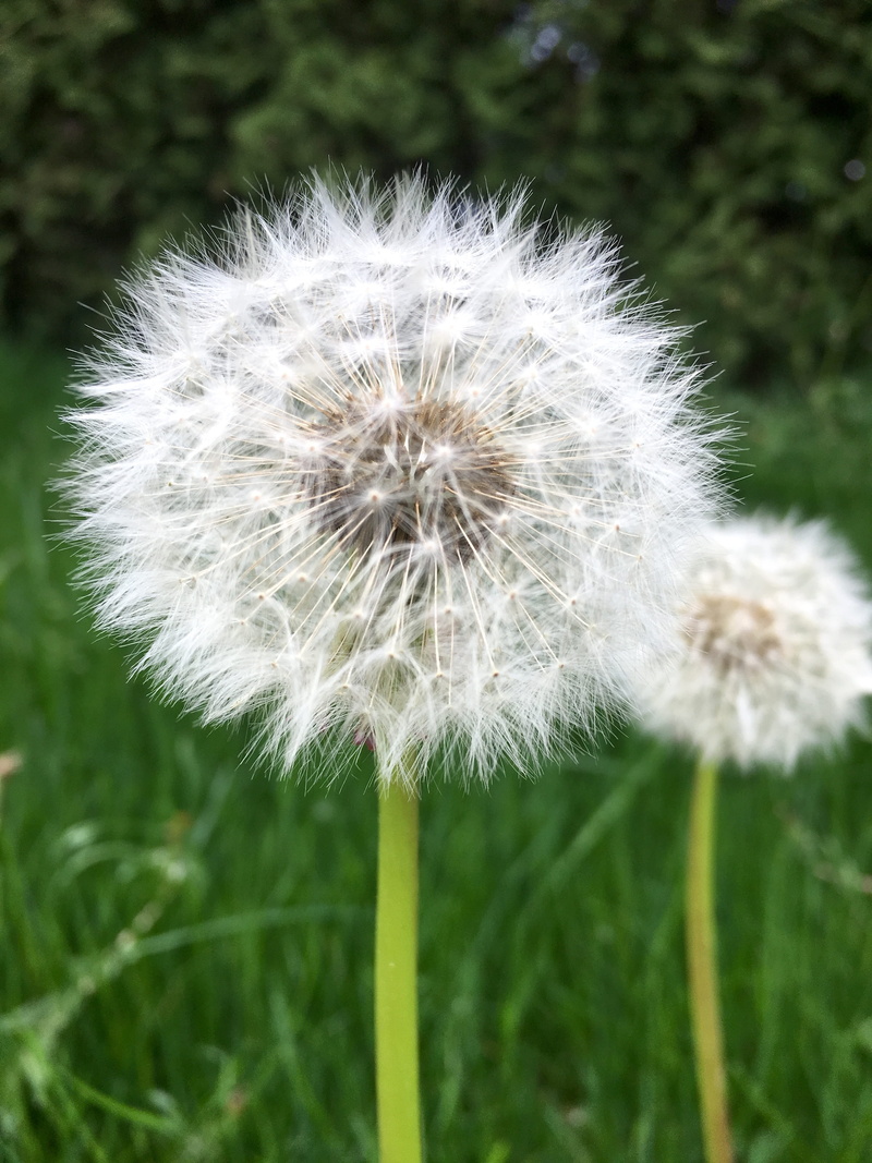 springtime, flowering plant, 4K, no people, dandelion, green, day, port moody, flower head, field, vulnerability, freshness, growth, outdoor, nature, canada