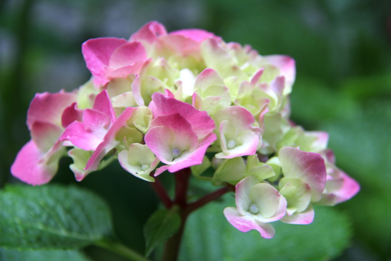 inflorescence, freshness, pink color, port moody, day, plant, fragility, flowering plant, outdoors, 5K, canada, beauty in nature, color, vulnerability