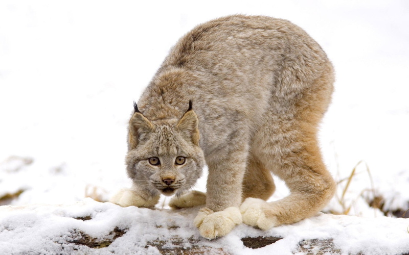 animals Hunting, 1080P, wild, winter, snow, predator, domestic Cat, animal themes, no people, land, bobcat, pets, cold temperature, outdoors, undomesticated Cat