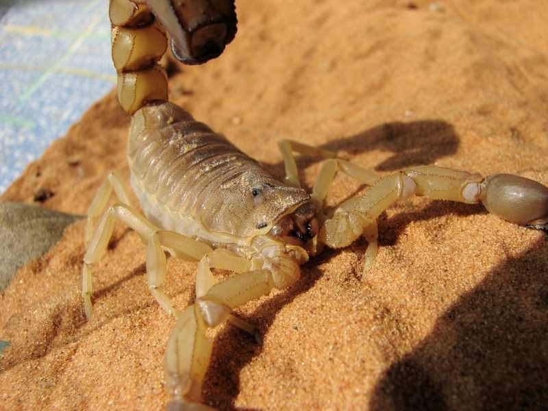 selective focus, androctonus australis, arachnid, sea life, crustacean, toxic venom, 2K, sand, scorpio, sea, pregnant female adult, one animal, insect