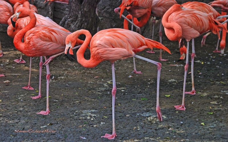 stand, pink color, land, no people, zoology, reason, nature, one, vertebrate, animal, freshwater bird, 4K, day, animal themes, orange color, flock of birds