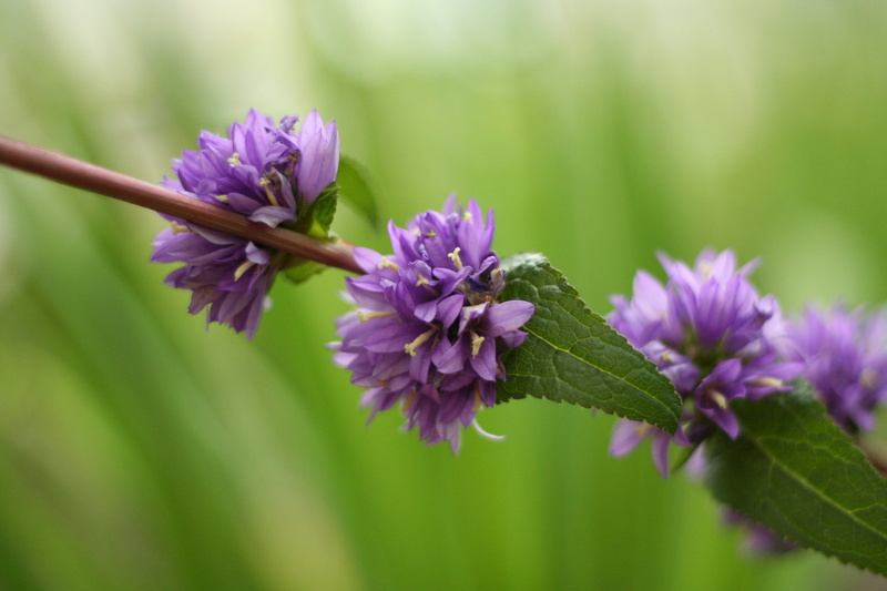 mauve, flowers, plant, vulnerability, plant part, inflorescence, green color, growth, beauty in nature, freshness, no people, flowering plant, flower, leaf