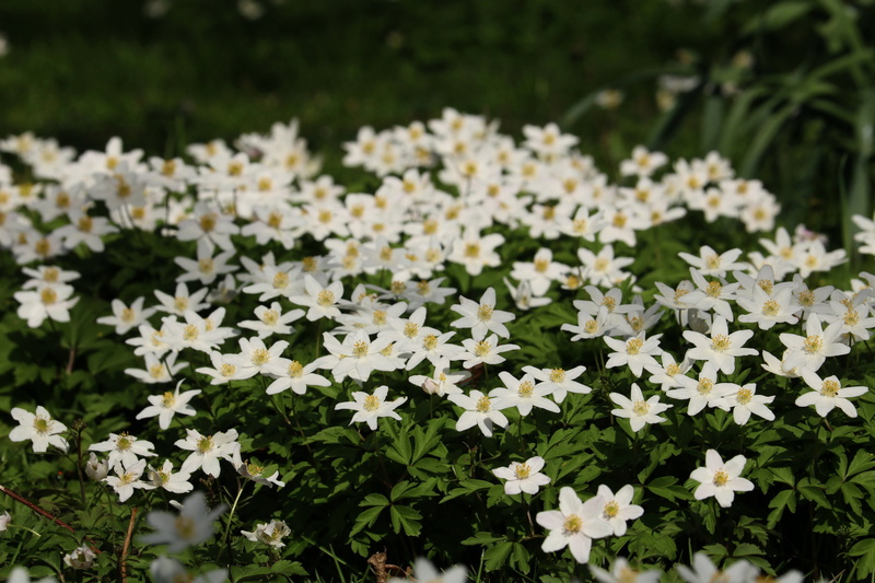 nature, growth, fragility, summer, flower head, color, flowerbed, focus on foreground, petal, flowering plant, tender, often, plant part, green color, white color