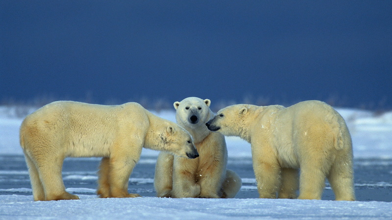 struggle, female, competition, 2K, one, mate, bears, can, male, among, resulting, often, polar