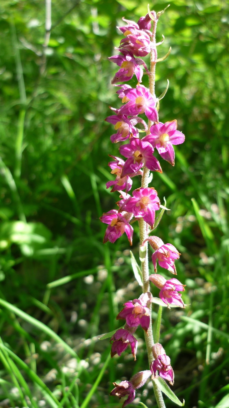 freshness, dark red helleborine, mountainside, vulnerability, plant, flower head, german orchid, outdoors, springtime, beauty in nature, close-up, focus on foreground