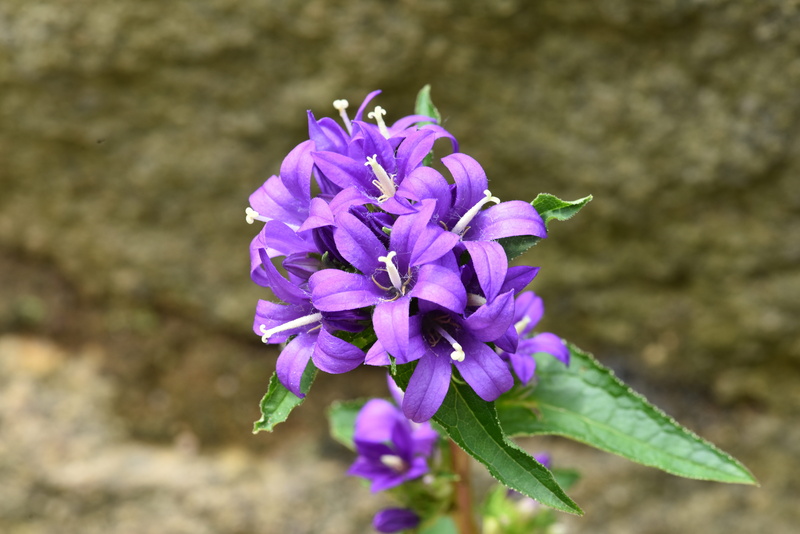 growth, focus on foreground, lanterns oh and, petal, close-up, flower, botany, fragility, beauty in nature, springtime, flowering plant, mauve, vulnerability