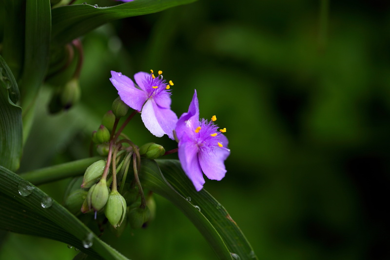 flower head, purple, flower, softness, focus on foreground, pollen, vulnerability, flowers, growth, close-up, no people, plants, plant, leaf, outdoors