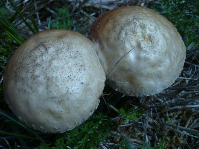 heads, toadstool, healthy eating, often confusion, edible mushroom, food, no people, close-up, tree, 2K, fungus, focus on foreground, land, day, white