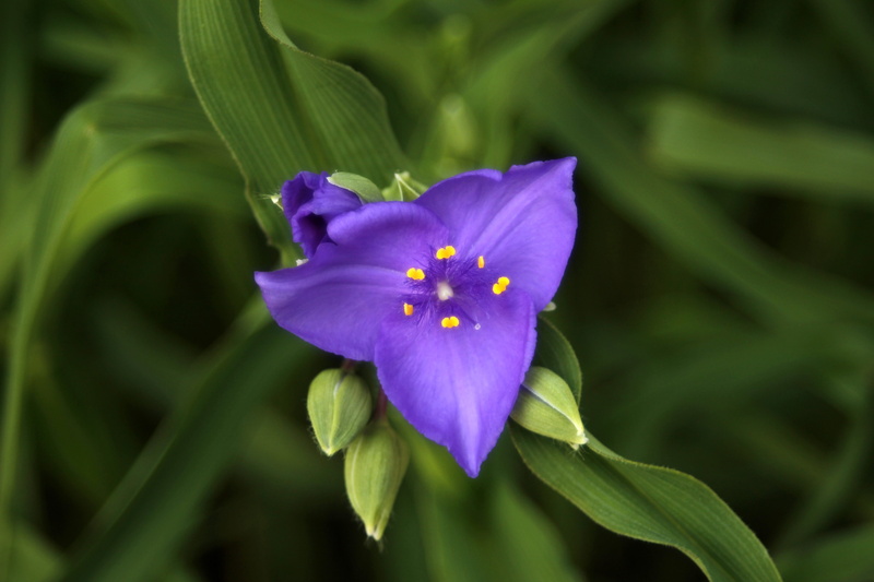 plants, flowers, nature, purple, petal, 5K, iris type, beauty in nature, colorful, light, flower, vulnerability, focus on foreground, freshness, plant