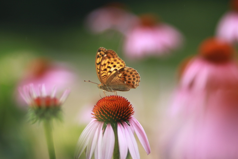often a database to find, butterfly, freshness, animal themes, no people, pollen, flower head, nature, insect, insects, fragility, invertebrate, purple