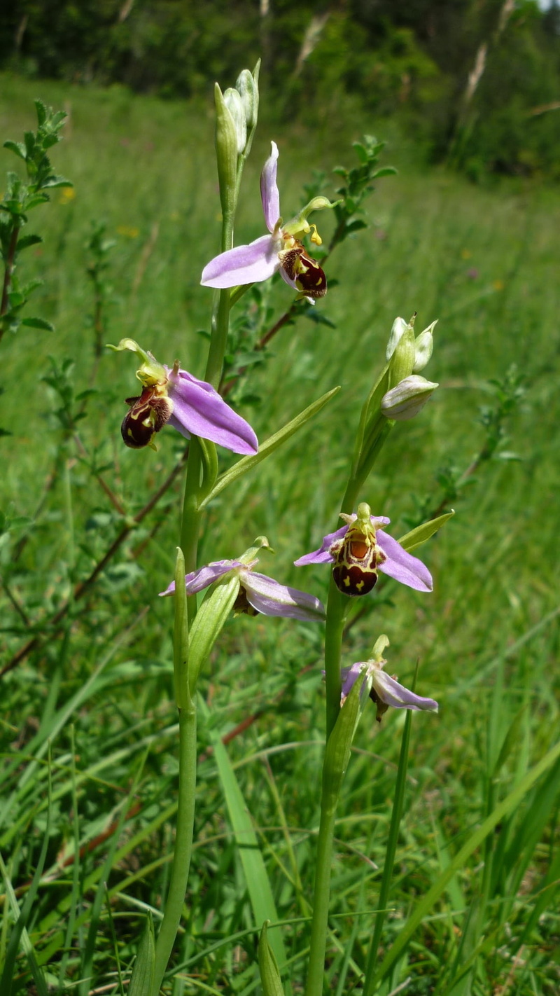 protected, insect-orchid, animal, german orchid, beauty in nature, petal, day, invertebrate, outdoors, green color, 1080P, flowering plant, pollination